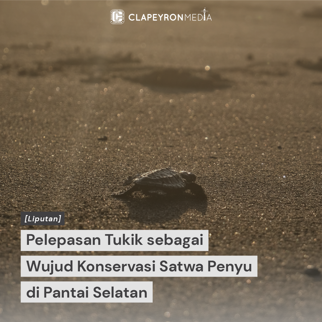 Pelepasan Tukik sebagai Wujud Konservasi Satwa Penyu Pantai Selatan